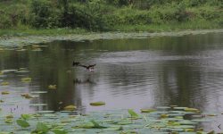 रमणीय रानी पोखरी घुमेर हेर्दा