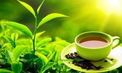 चिया अवलोकनका लागि चिनियाँ टोली नेपालमा